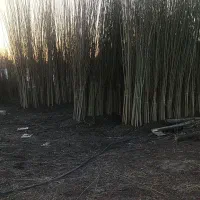 پسته پیوندی و رویشی|خدمات باغبانی و درختکاری|اصفهان, میرعماد|دیوار