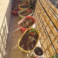 گلدان بزرگ متوسط کوچک