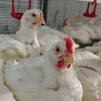 مرغ بدون انتی بیوتیک گوشتی