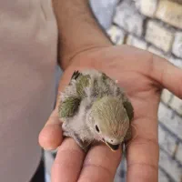 طوطی برزیلی سرلاکی