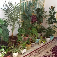 گل  فروشی اپارتمانی