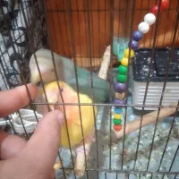 پرنده طوطی برزیلی|پرنده|کرمانشاه, |دیوار