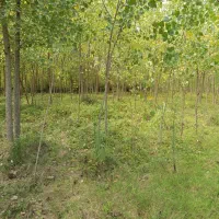 فروش زمین باغی|فروش زمین و ملک کلنگی|رودبنه, |دیوار