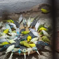 مرغ عشق مولد با جوجه