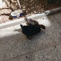 جوجه شمالی  بزرگ