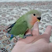 کوتوله هلویی دستی