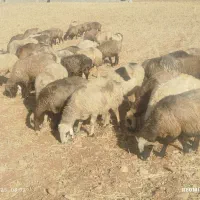 42راس گله  می داشتی عشایری نژاد ترکی ابستن|حیوانات مزرعه|شیراز, شهرک امیر کبیر|دیوار