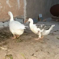 غاز|حیوانات مزرعه|پاکدشت, پاکدشت (مامازند)|دیوار