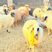 ۱۸عددبره۱۷ماده یک نر داشتی|حیوانات مزرعه|چمران, |دیوار