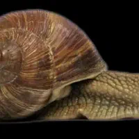 خدمات حلزون(خاویار،تراپی)