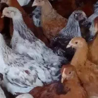 مطابق عکس