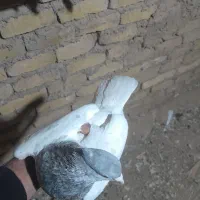 ساده زرد پز خال کله الماسی دم سفید|پرنده|تربتحیدریه, حاجی یار|دیوار