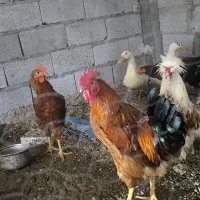فروش خروس واردک