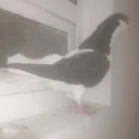 راس سیاه نر