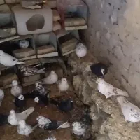 کبوتر پرشی|پرنده|رودشت (اصفهان), |دیوار