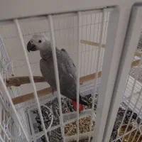 کاسکو