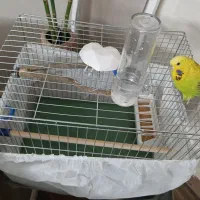 یک عدد مرغ عشق انگلیسی با قفس و وسایل