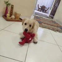 توله پامر اشپیتز|سگ|مشهد, زمانه|دیوار