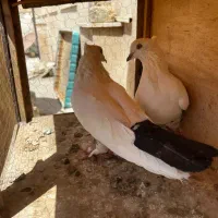 دو جفت کفتر رنگی|پرنده|کرج, شهرک کوثر|دیوار