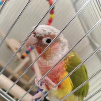 پرنده|پرنده|مبارکه, |دیوار