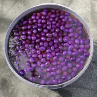 زیتون|خوردنی و آشامیدنی|شیراز, آزادگان|دیوار