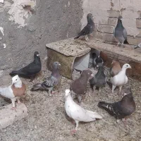 کیوتر