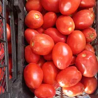 گوجه گوشتین مخصوص رب