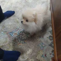 پامرین خرسی ماده|سگ|اهواز, سیصد دستگاه|دیوار