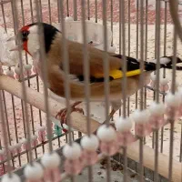 سهره وقناری|پرنده|شیراز, کفترک|دیوار
