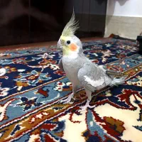 عروس هلندی دستی