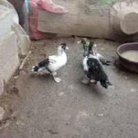 فروش مرغ تخم گذارواردک اسراییلی۳ماهه|حیوانات مزرعه|لیسار, |دیوار