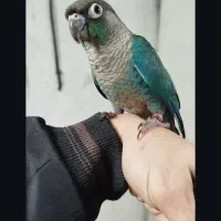 تراکوییس نرمال بالغ آماده جفت|پرنده|قائمشهر, |دیوار