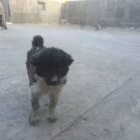 توله سگ چمبر ماده قیمت 3ملیون