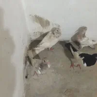 یهودی هفت رنگ