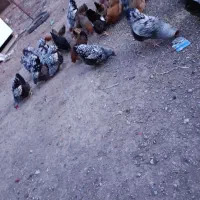 تخم نطفه دار ویاندوت