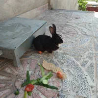 فروشرخرگوش