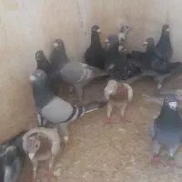 کفتر پرشی|پرنده|شیراز, گویم|دیوار