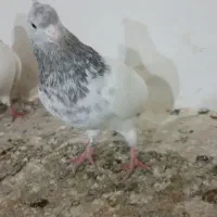 کفتر پرشی خال زرد کله الماسی