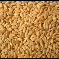 گندم دیم تازه