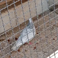 هفت‌رنگ نقره ای نر