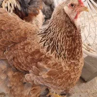تخم مرغ نطفه داربرهما