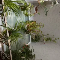 تعدادی گل خانگی1200