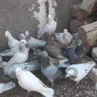 کبوتر هفت رنگ|پرنده|دشتابی, |دیوار