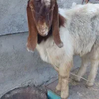 بز تکه نر|حیوانات مزرعه|اردبیل, |دیوار