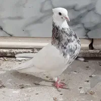 نرو ماده طوق هفت رنگ و سرخ کرمانشاهی کاکل|پرنده|زابل, |دیوار