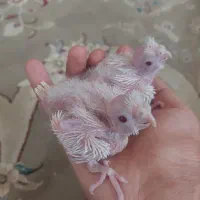 یک جفت البینو مولد|پرنده|رزن, |دیوار