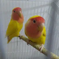 طوطی برزیلی مولد