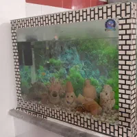 یک عدد آکواریوم ۶میل|ماهی|مراغه, |دیوار