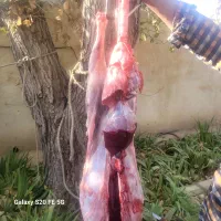 گوشت بره نر|خوردنی و آشامیدنی|هشتگرد, تهران دشت|دیوار