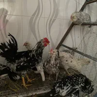 تخم نطفه دار گلین